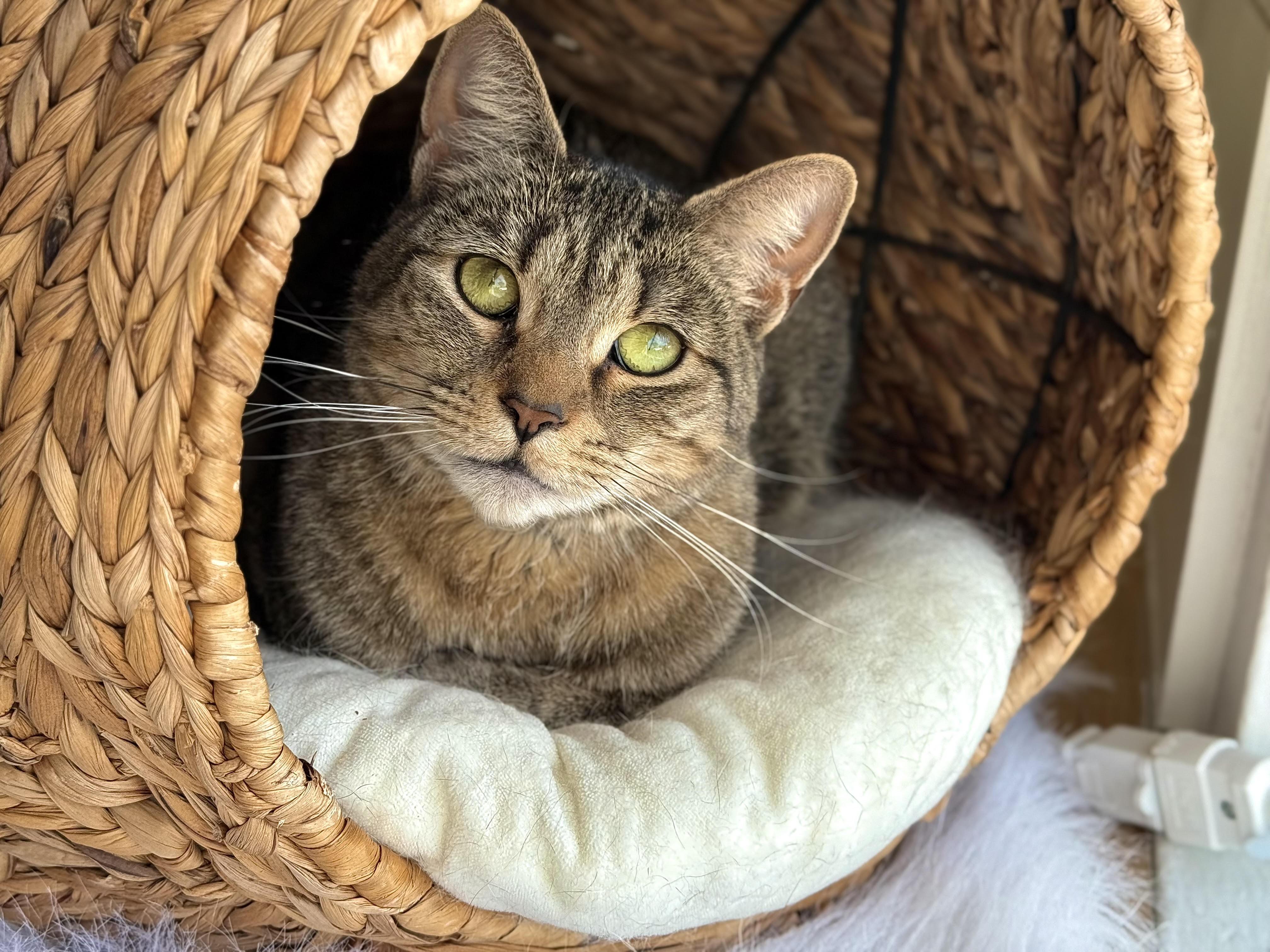 Enlarge Zinnia, a Adoptable Domestic Short Hair in Old Saybrook, CT image 6/6