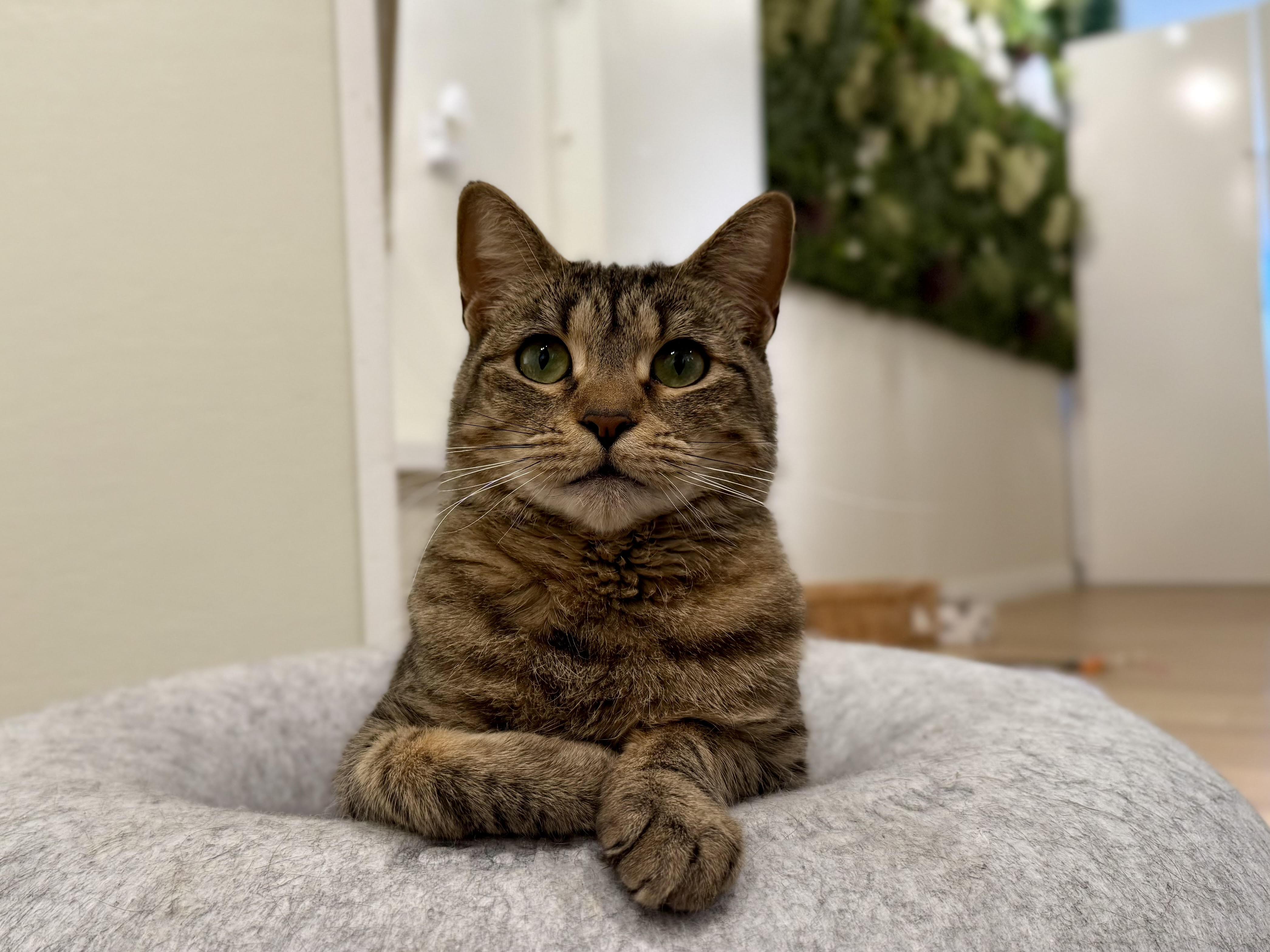 Enlarge Zinnia, a Adoptable Domestic Short Hair in Old Saybrook, CT image 2/6