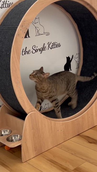 Enlarge Zinnia, a Adoptable Domestic Short Hair in Old Saybrook, CT video 3/6
