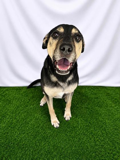 Margaret, Adoptable, Adult Female Mixed Breed & Mixed Breed.