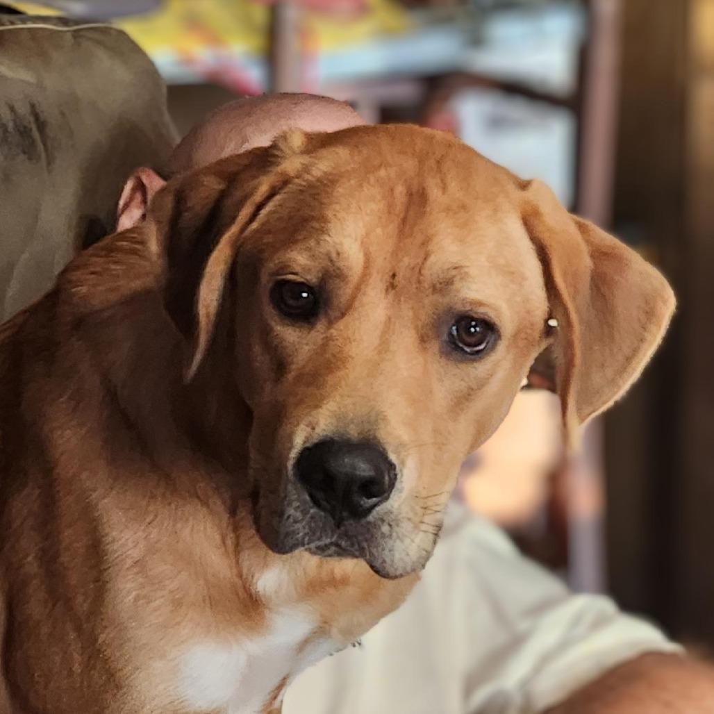 Theo, Adoptable, Young Male Labrador Retriever & Mixed Breed.
