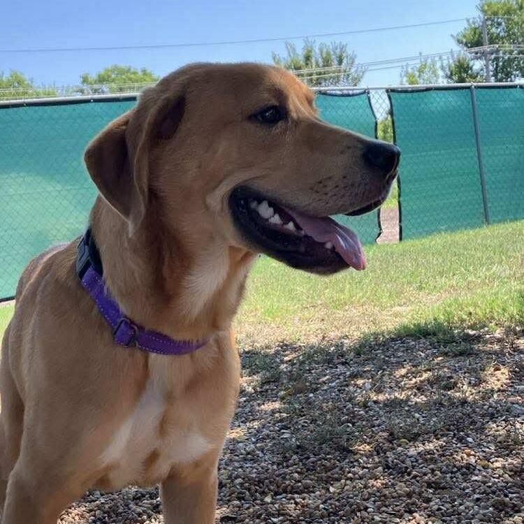 Theo, a Adoptable mixed breed in Duncan, OK image 2/6