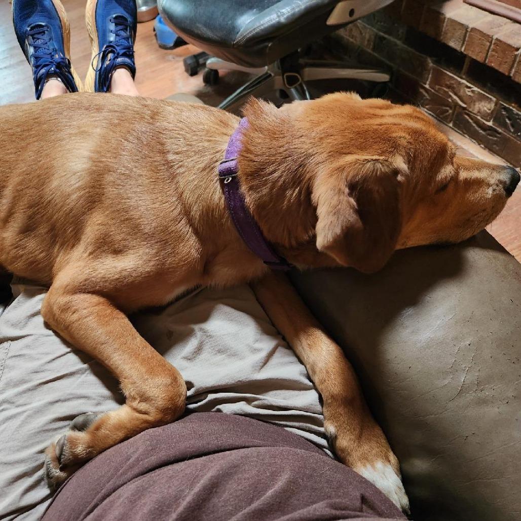 Theo, a Adoptable mixed breed in Duncan, OK image 3/6