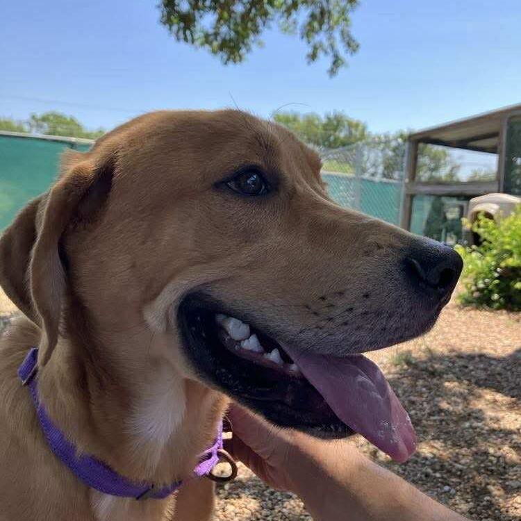 Theo, a Adoptable mixed breed in Duncan, OK image 4/6