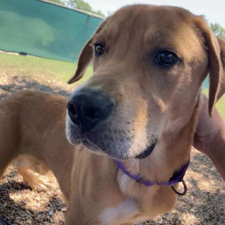 Theo, a Adoptable mixed breed in Duncan, OK image 6/6