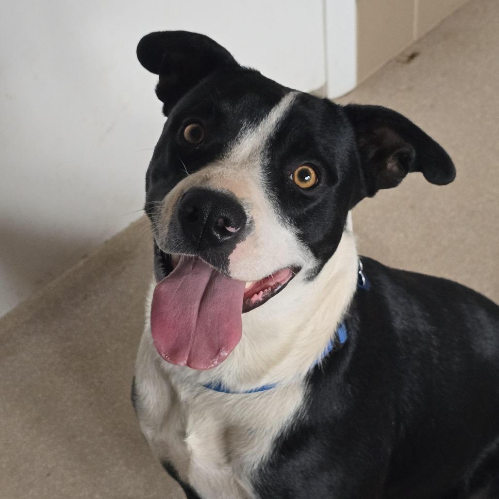 Violet — thumbnail 2