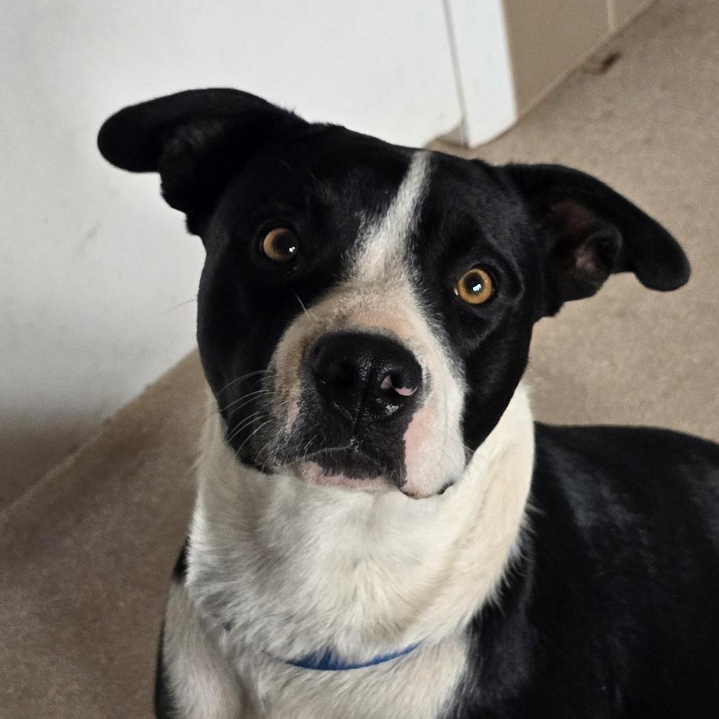 Violet — thumbnail 3