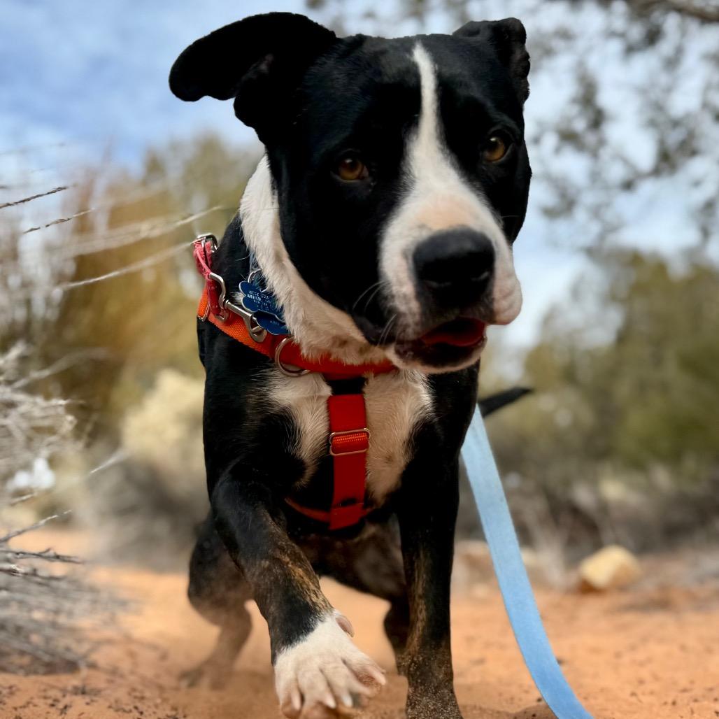 Violet — thumbnail 4