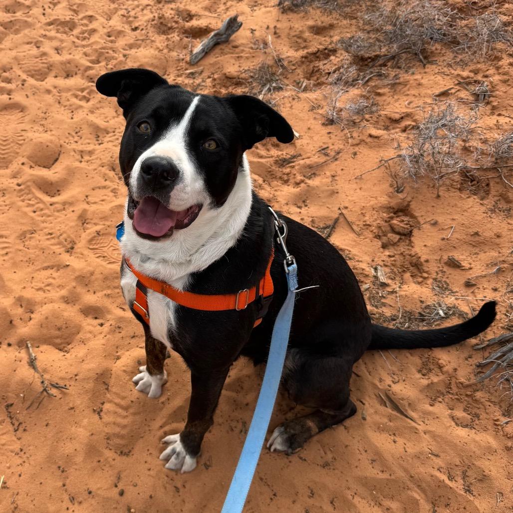 Violet — thumbnail 5