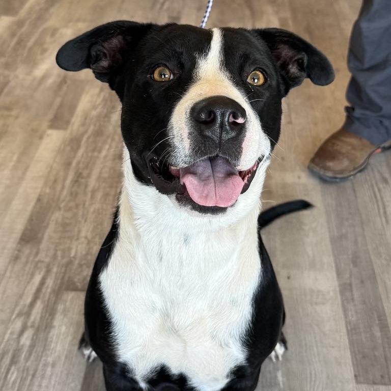 Violet — thumbnail 6