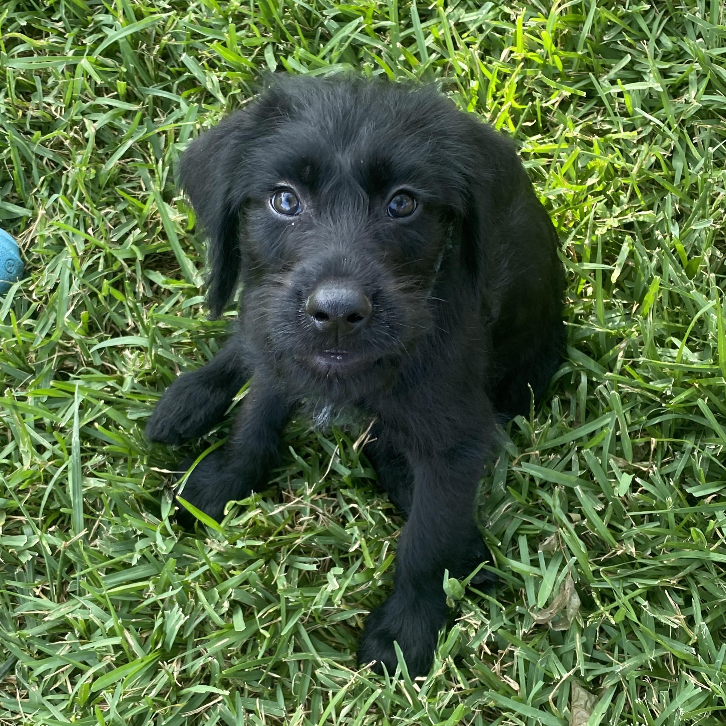 George, Baby Male Flat-Coated Retriever