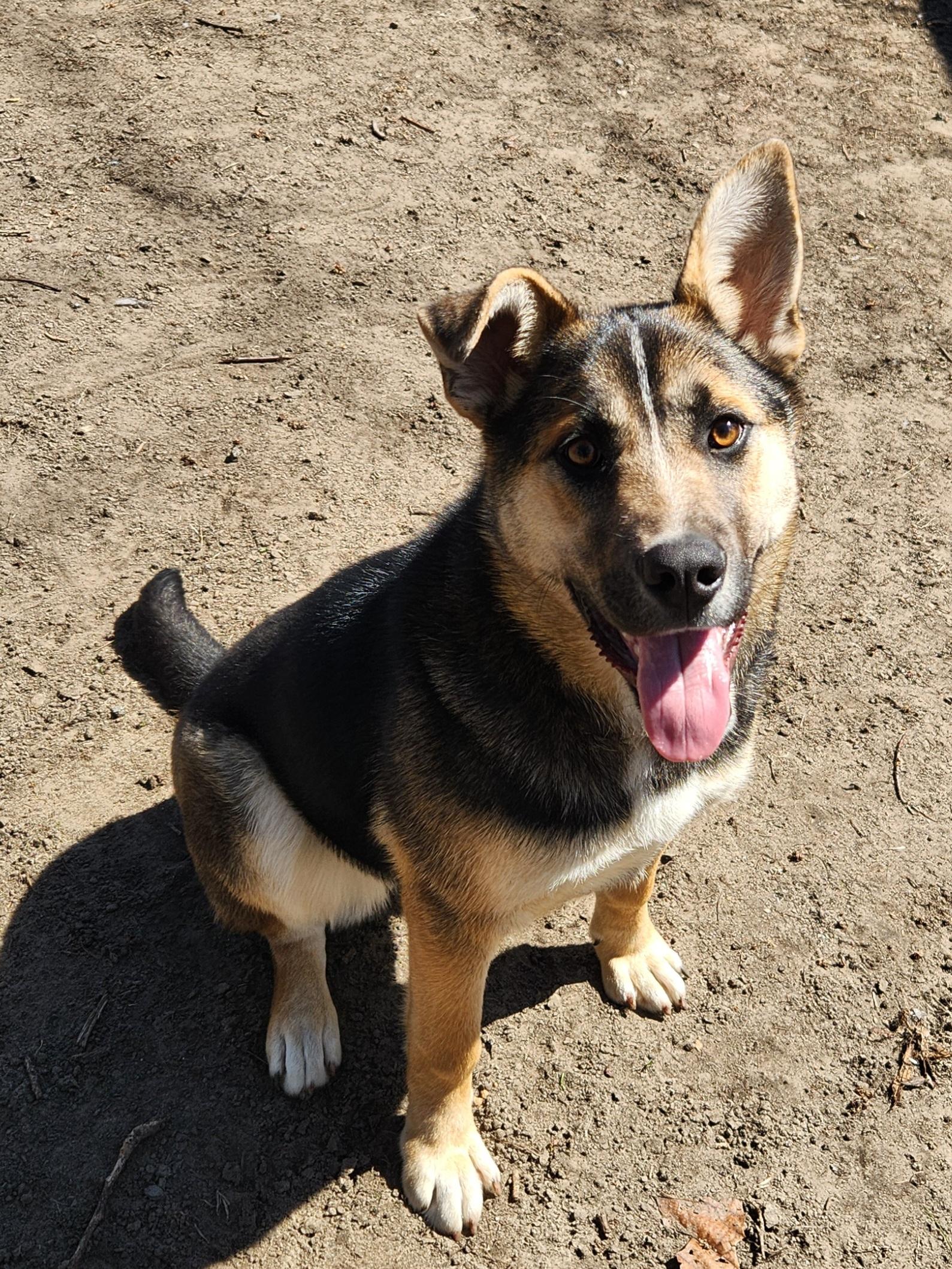 Enlarge Gracie, a ADOPTABLE mixed breed in Liberty Center, OH image 5/6