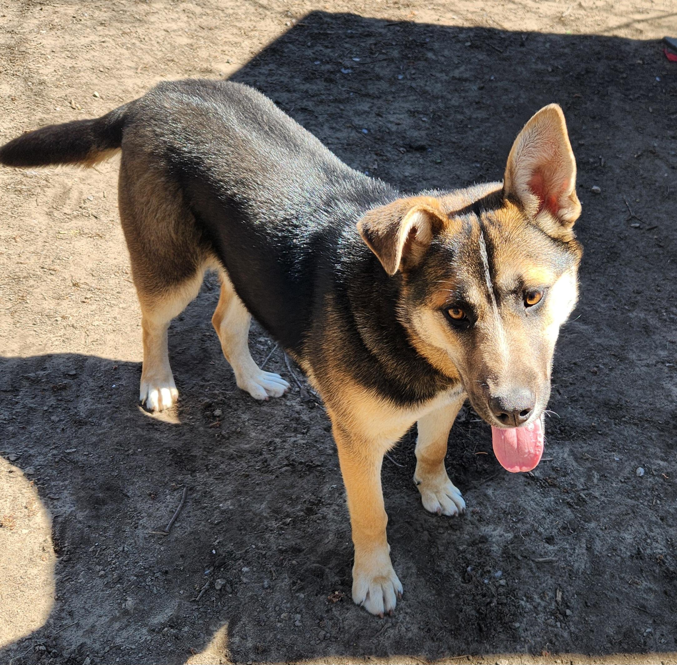 Enlarge Gracie, a ADOPTABLE mixed breed in Liberty Center, OH image 4/6