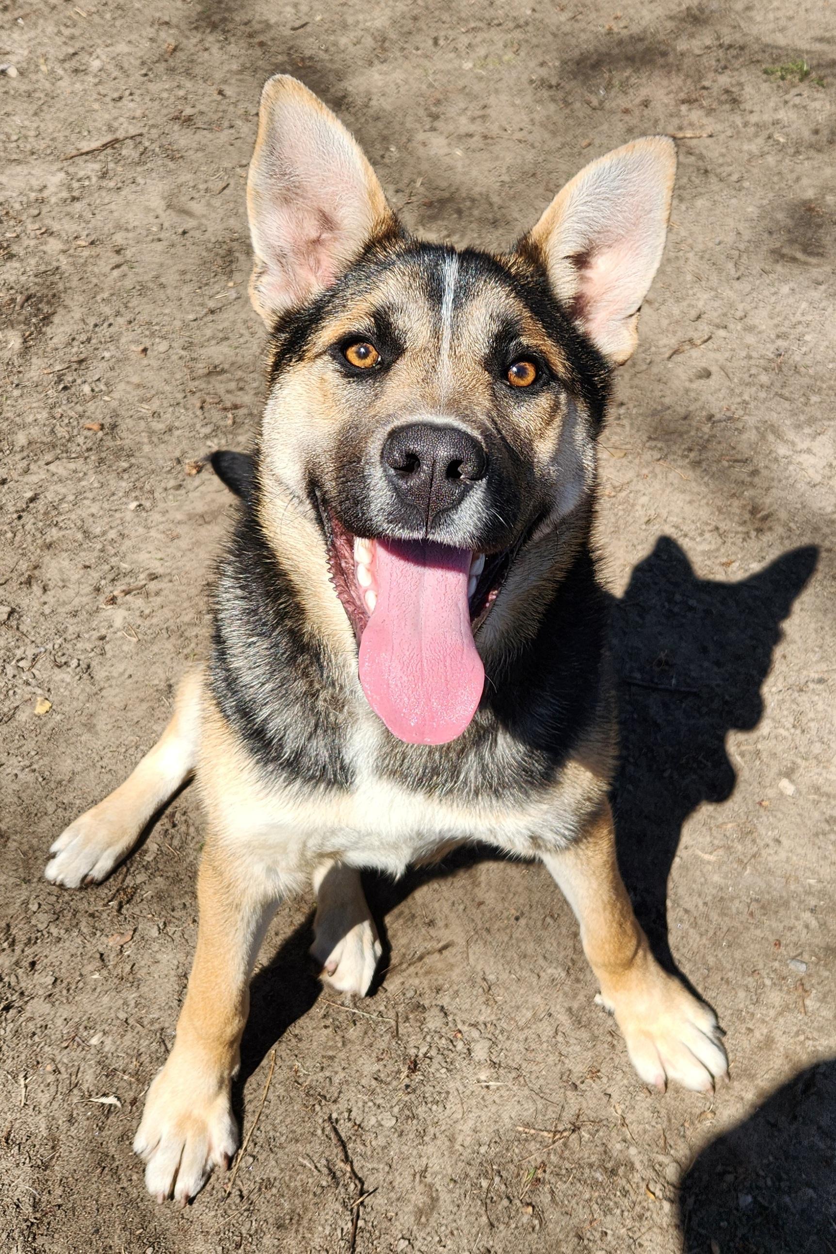 Enlarge Gracie, a ADOPTABLE mixed breed in Liberty Center, OH image 3/6