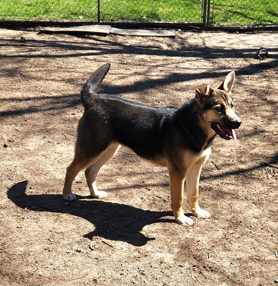 Enlarge Gracie, a ADOPTABLE mixed breed in Liberty Center, OH image 6/6