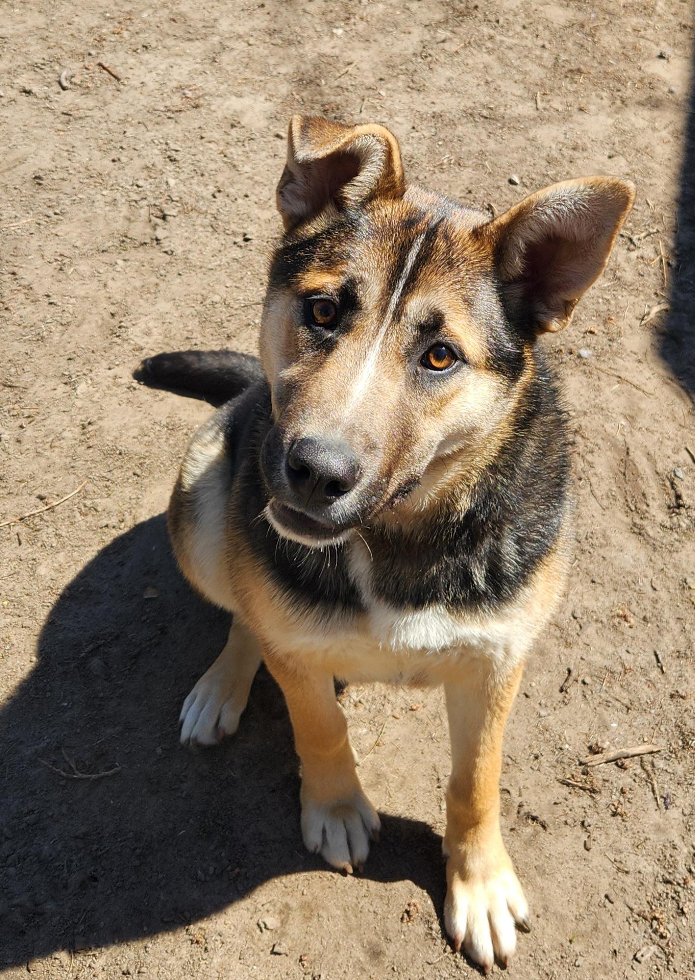 Gracie, ADOPTABLE, Puppy Female German Shepherd Dog & Australian Shepherd.
