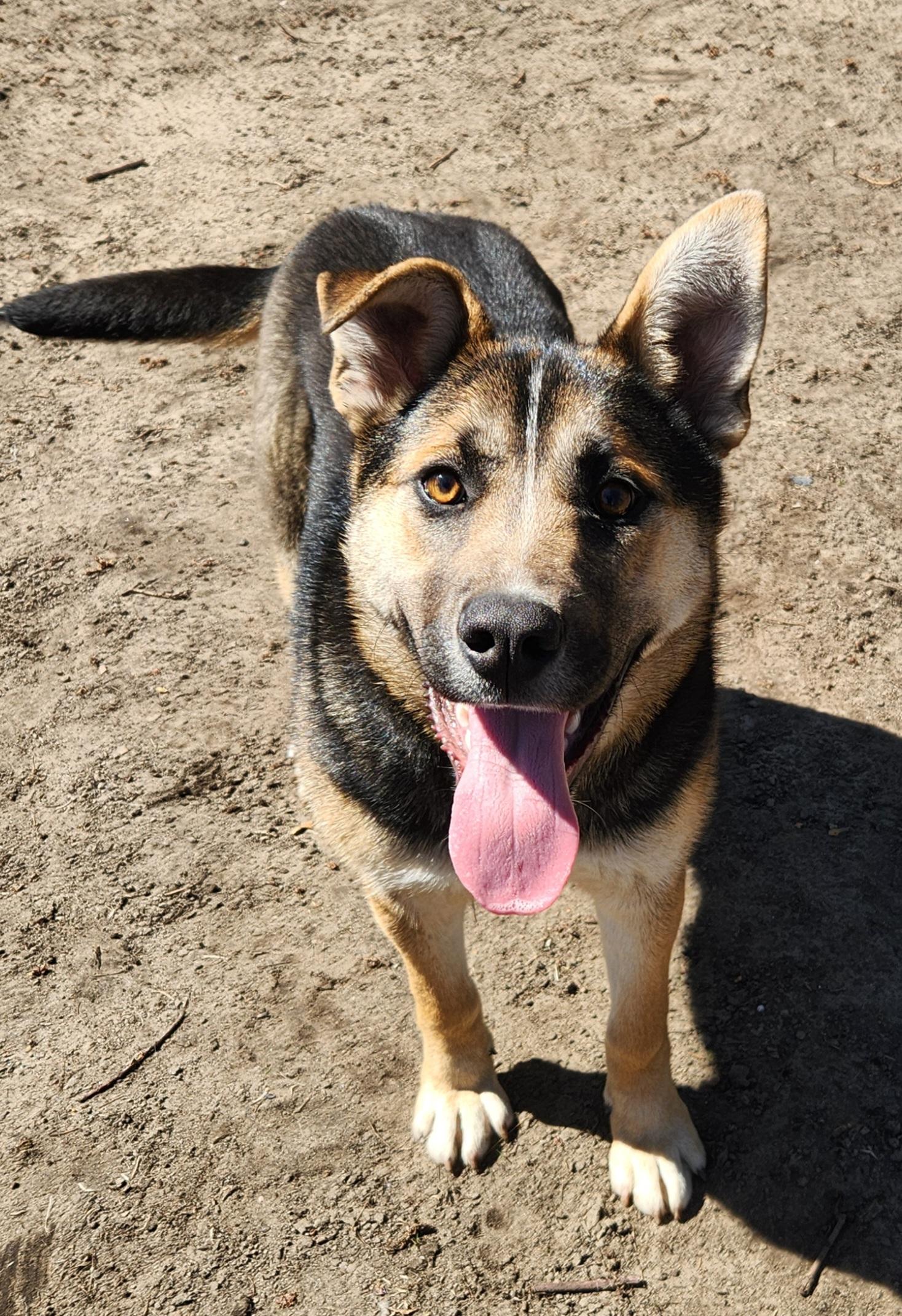 Enlarge Gracie, a ADOPTABLE mixed breed in Liberty Center, OH image 2/6