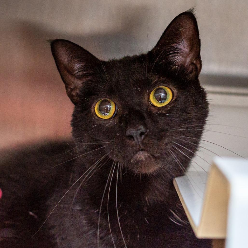 Damon, Adoptable, Adult Male Domestic Short Hair.