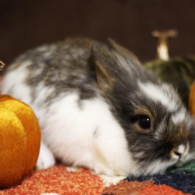 Mambo, Adoptable, Adult Male Lionhead.