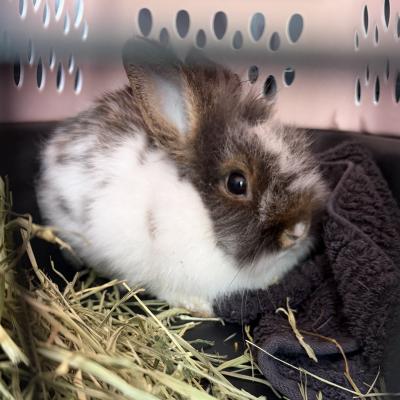 Enlarge Mambo, a Adoptable Lionhead in Kalamazoo, MI image 2/5