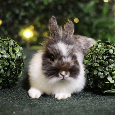 Enlarge Mambo, a Adoptable Lionhead in Kalamazoo, MI image 3/5