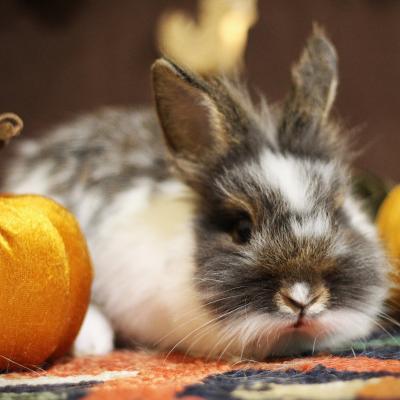 Enlarge Mambo, a Adoptable Lionhead in Kalamazoo, MI image 4/5