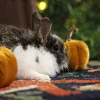 Enlarge Mambo, a Adoptable Lionhead in Kalamazoo, MI image 5/5