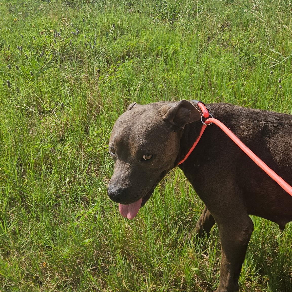 Mocha, an adoptable American Staffordshire Terrier, Labrador Retriever in Fargo, ND, 58103 | Photo Image 5