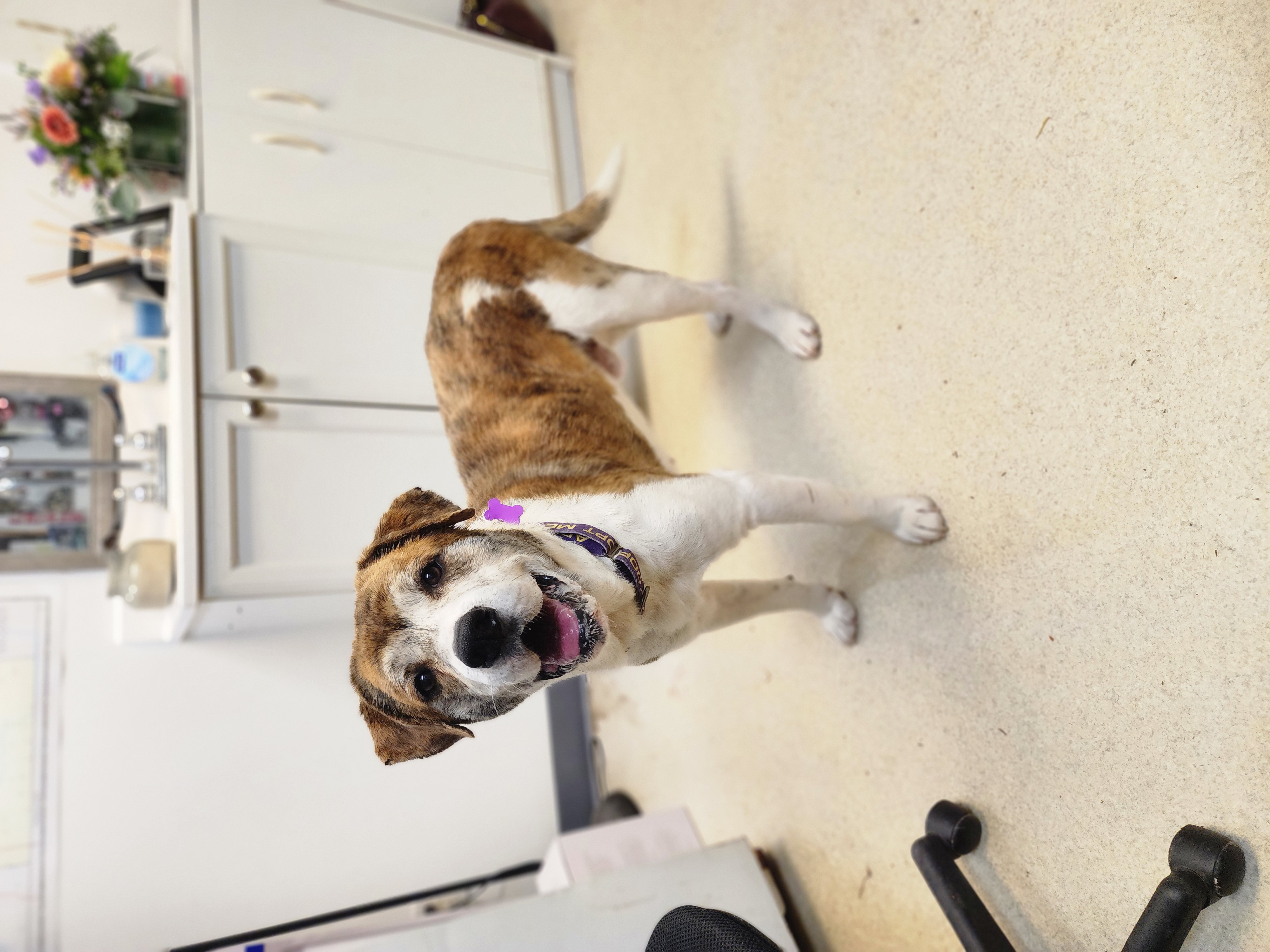 FORD, a Adoptable mixed breed in TULSA, OK image 1/14