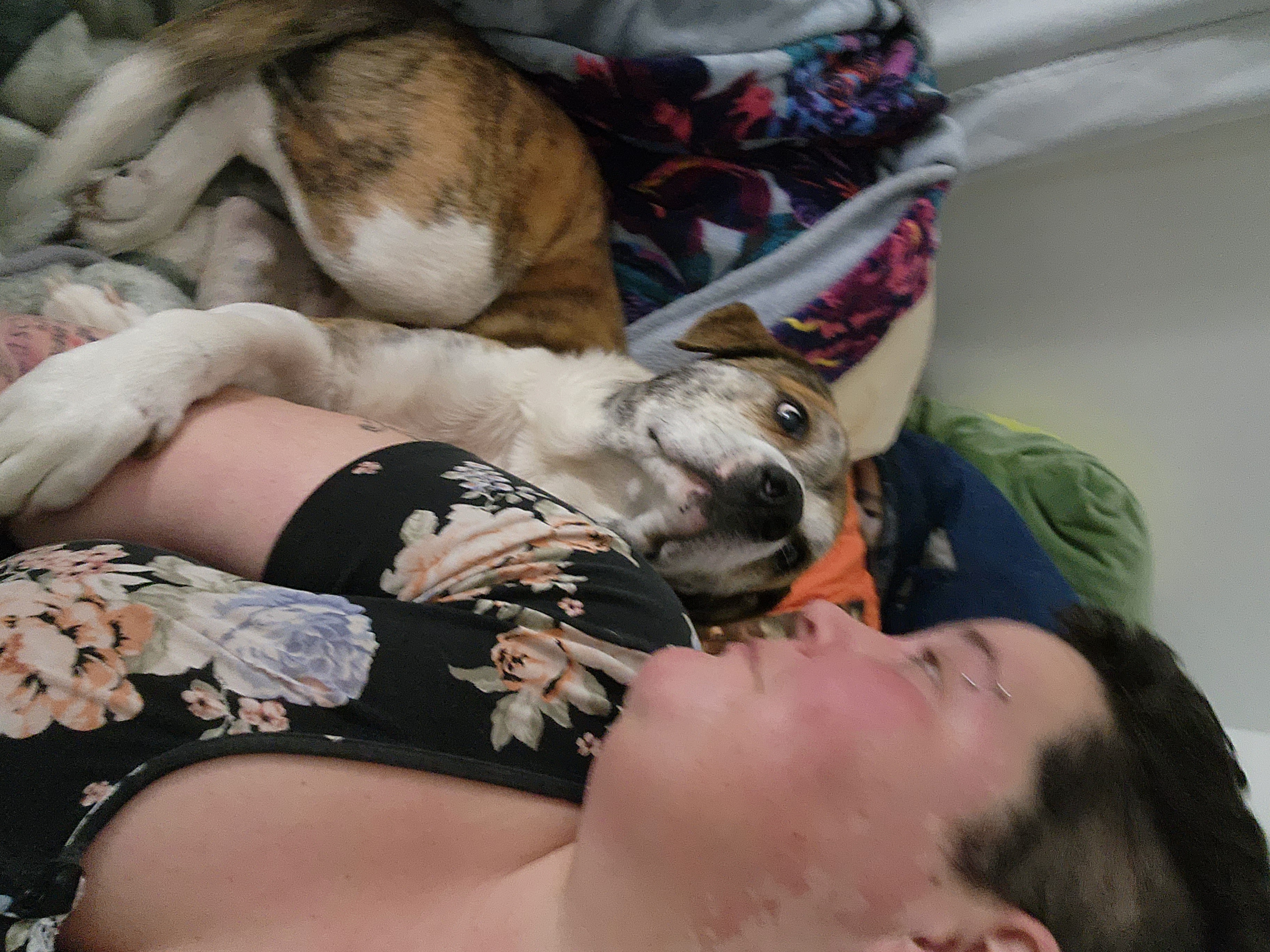 Enlarge FORD, a Adoptable mixed breed in TULSA, OK image 13/14