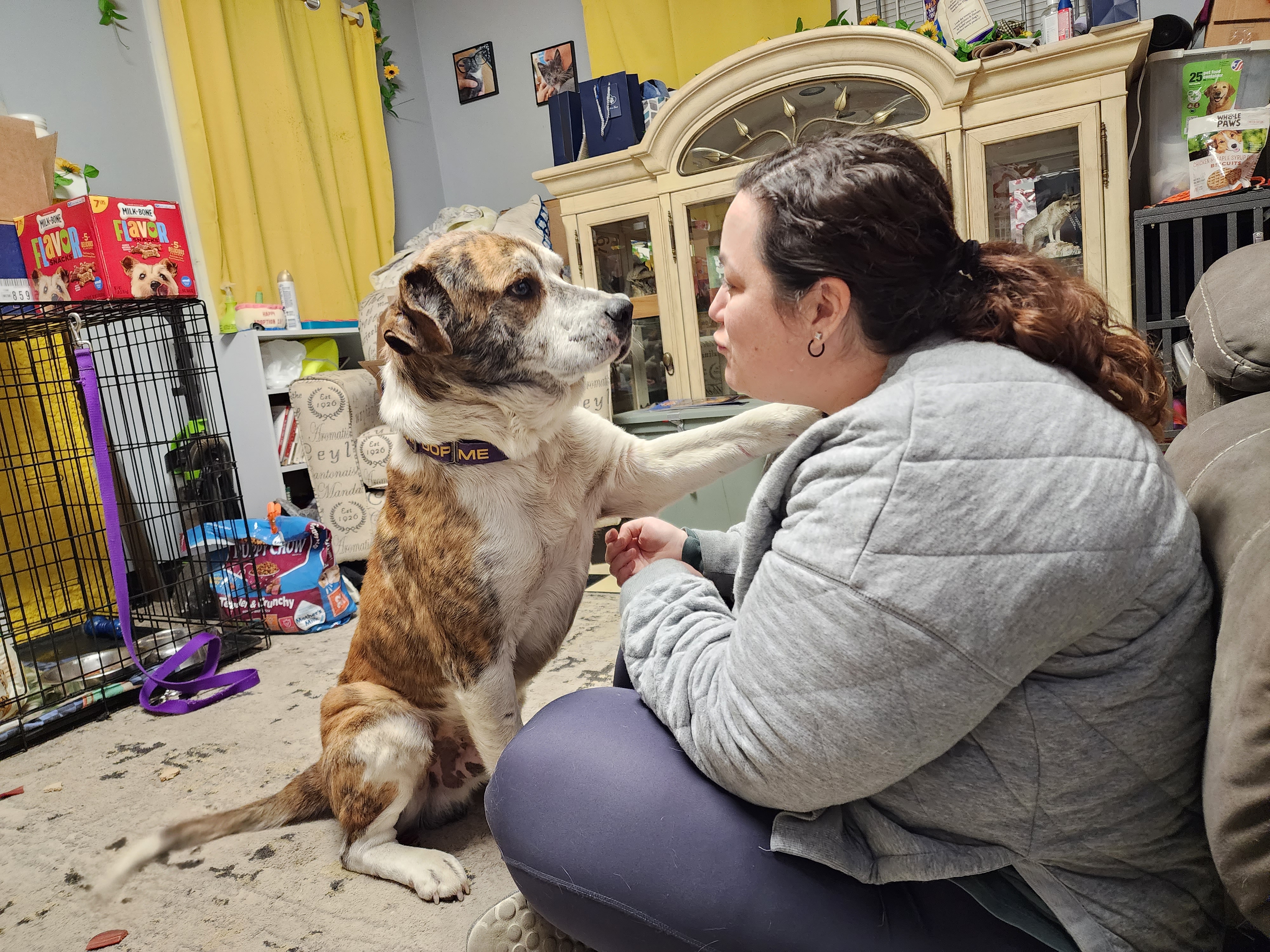 Enlarge FORD, a Adoptable mixed breed in TULSA, OK image 11/14
