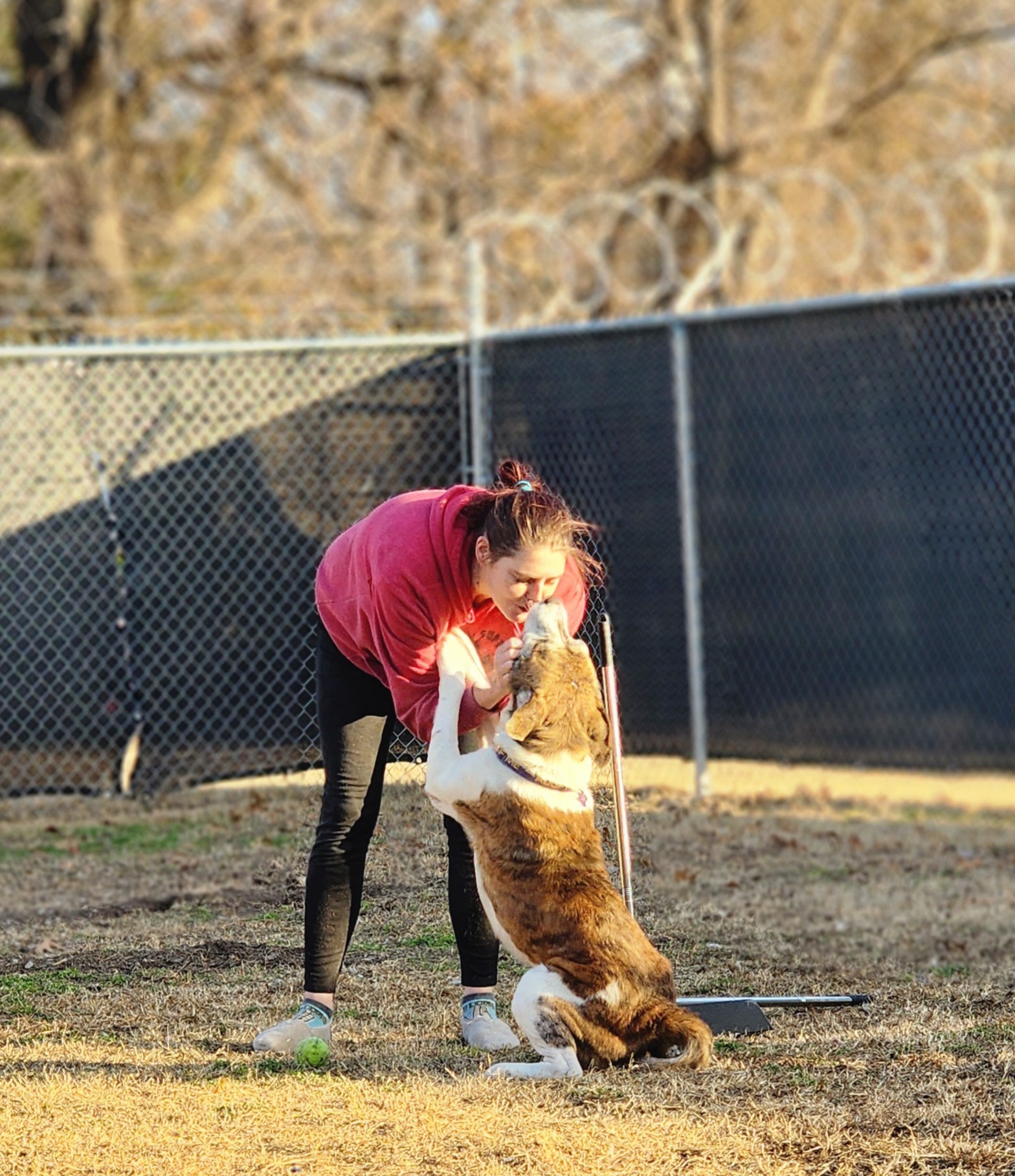 Enlarge FORD, a Adoptable mixed breed in TULSA, OK image 12/14