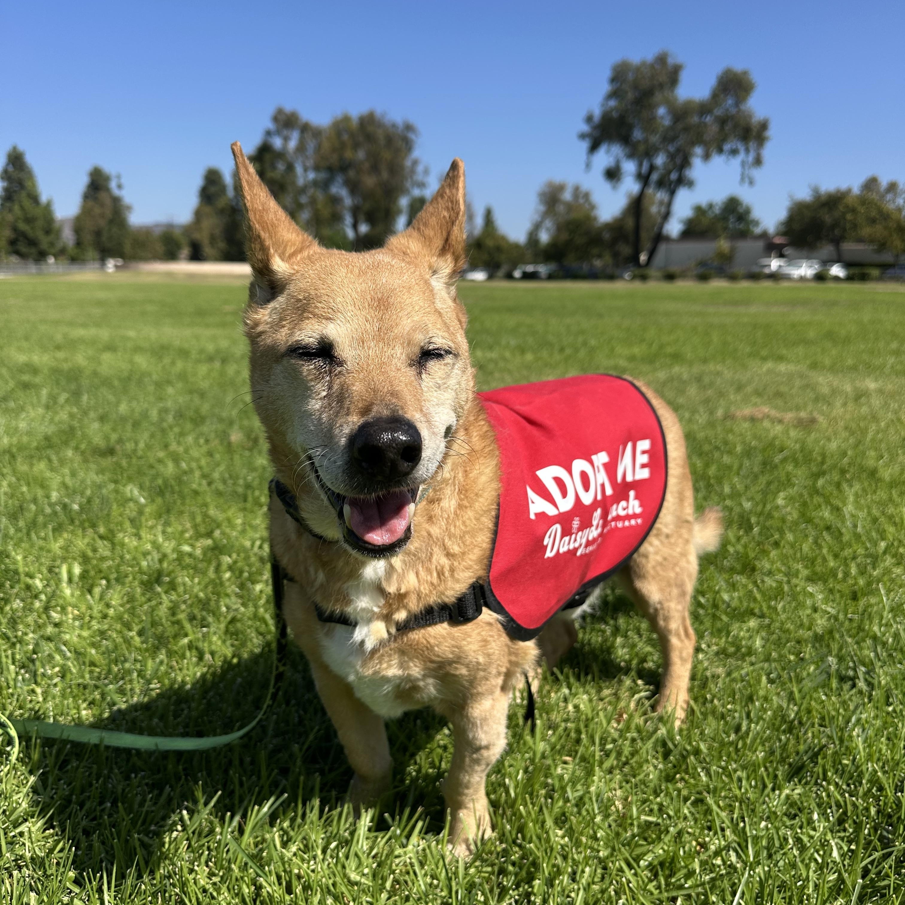 Scout, Adopted, Senior Male Shiba Inu.