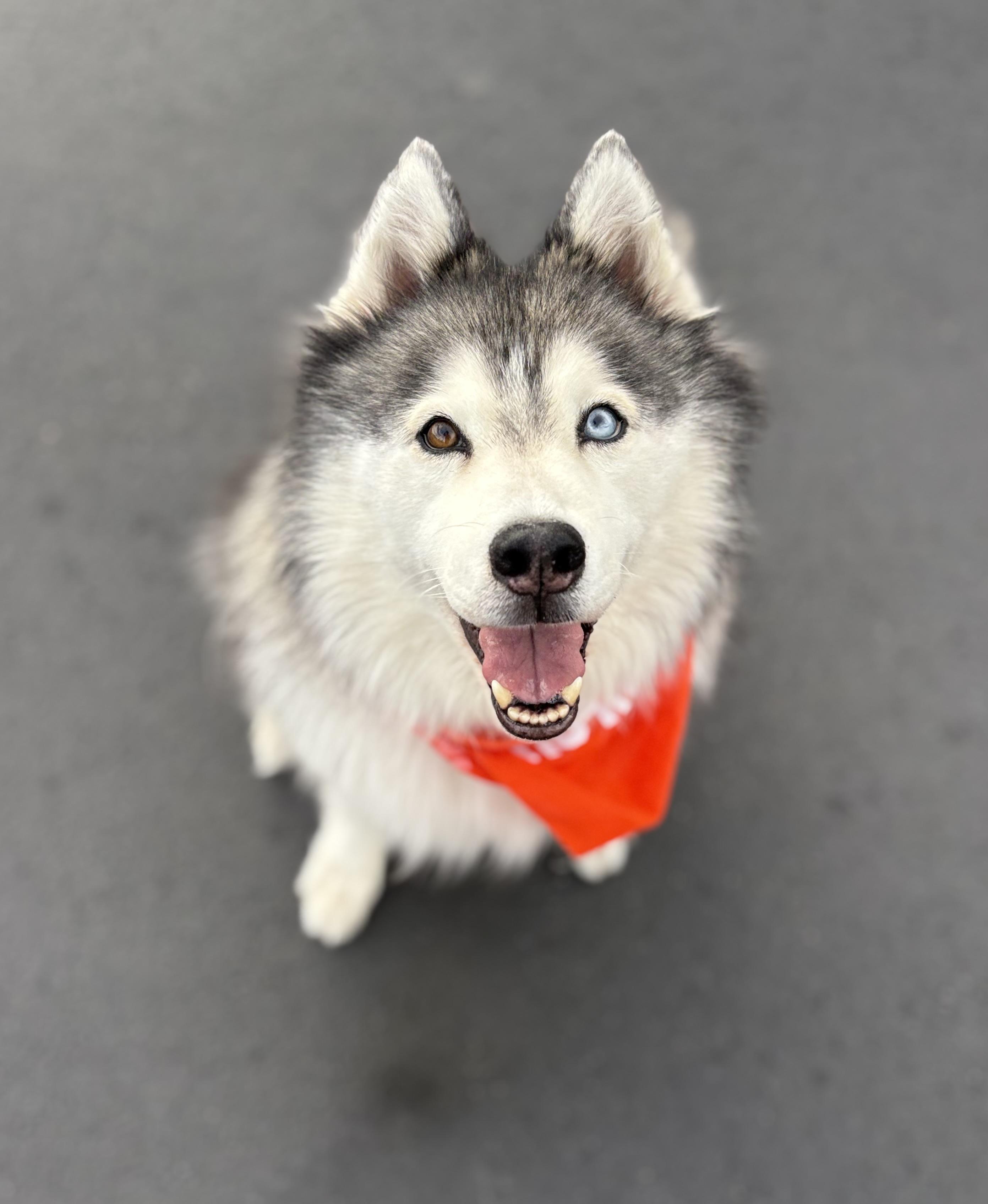 Enlarge Roha, a Adoptable mixed breed in Cottonwood Heights, UT image 1/3
