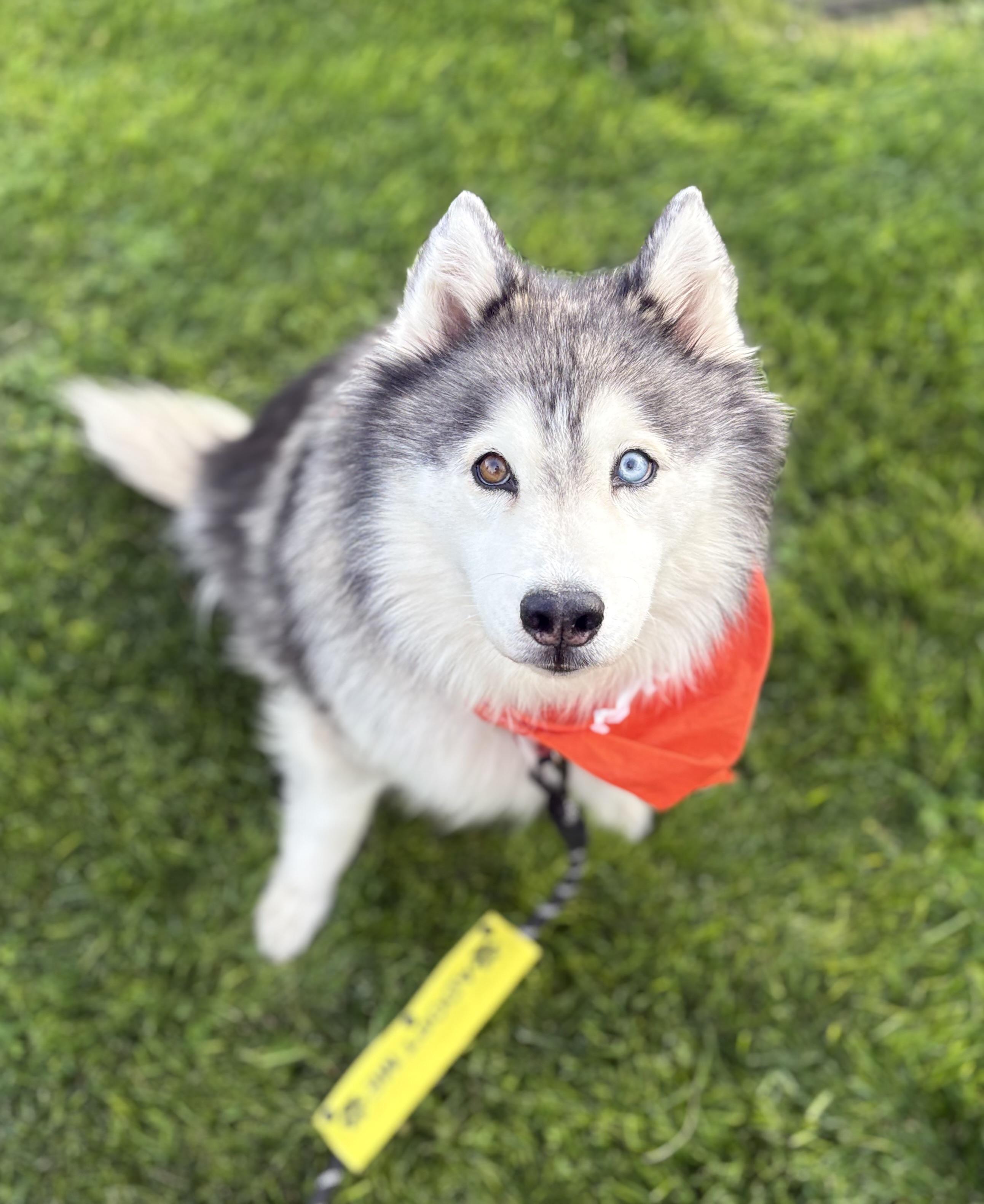 Enlarge Roha, a Adoptable mixed breed in Cottonwood Heights, UT image 2/3
