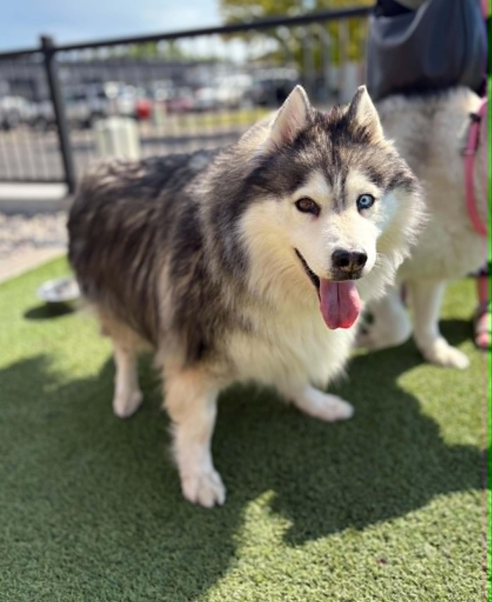 Enlarge Roha, a Adoptable mixed breed in Cottonwood Heights, UT image 3/3