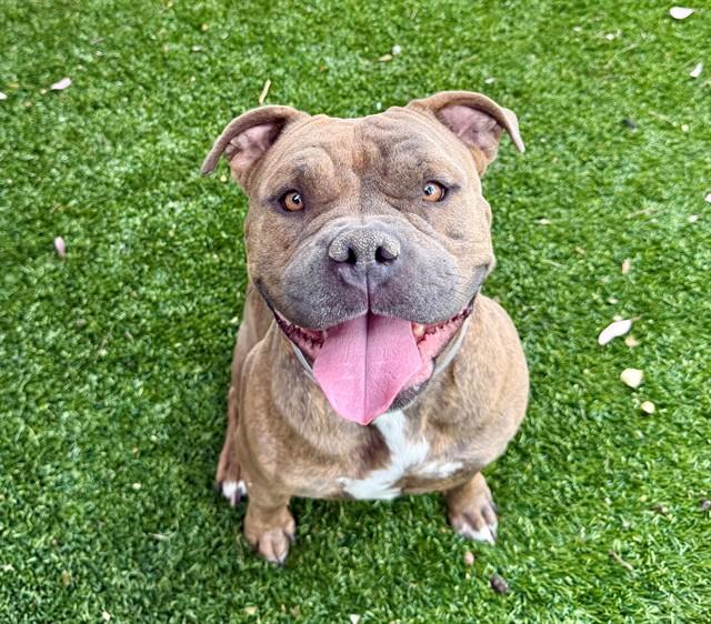 Enlarge XENA, a Adoptable mixed breed in Baldwin Park, CA image 1/1