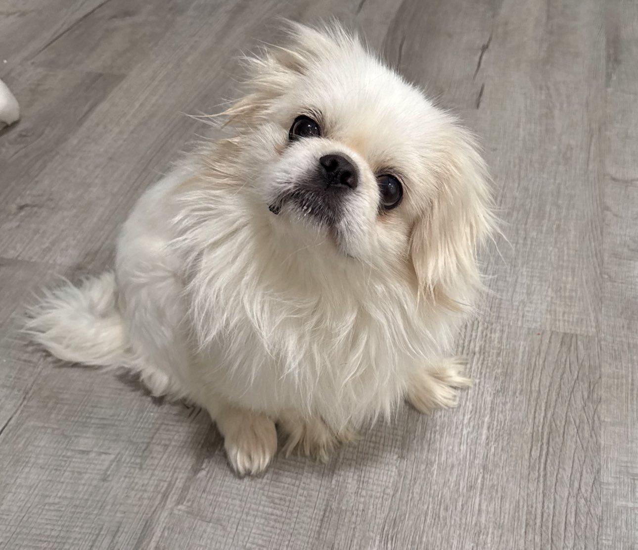 Rhett, ADOPTABLE, Young Male Pekingese.
