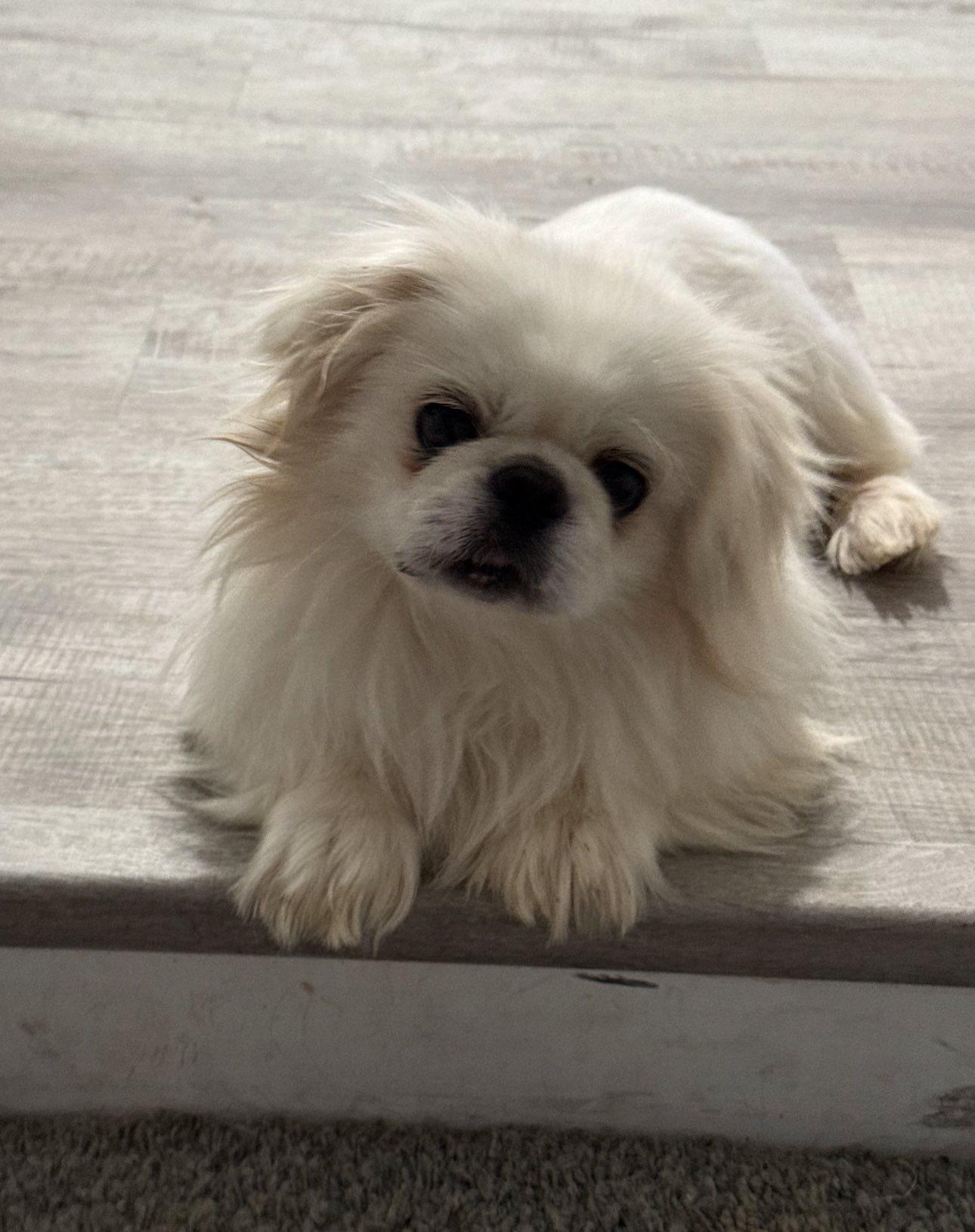 Enlarge Rhett, a ADOPTABLE Pekingese in Henderson, NV image 2/2