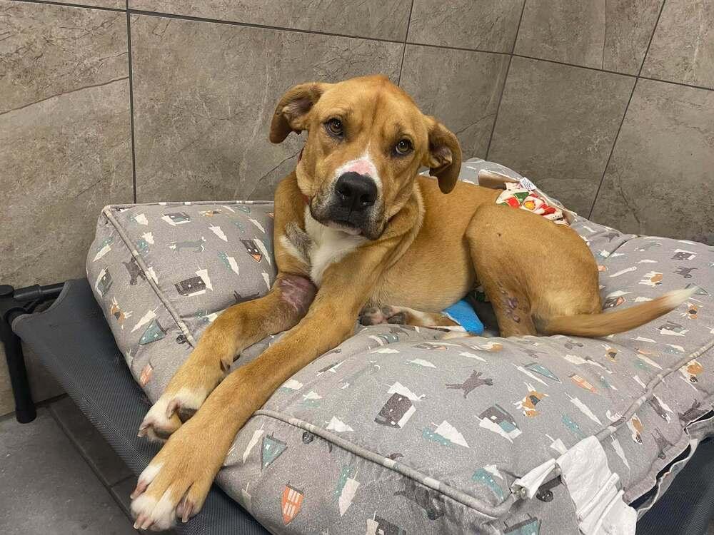 Toby Bean (TX), Adoptable, Adult Male Shepherd.