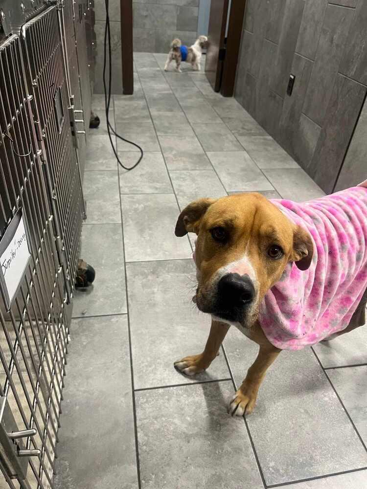 Enlarge Toby Bean (TX), a Adoptable Shepherd in New York, NY image 3/3