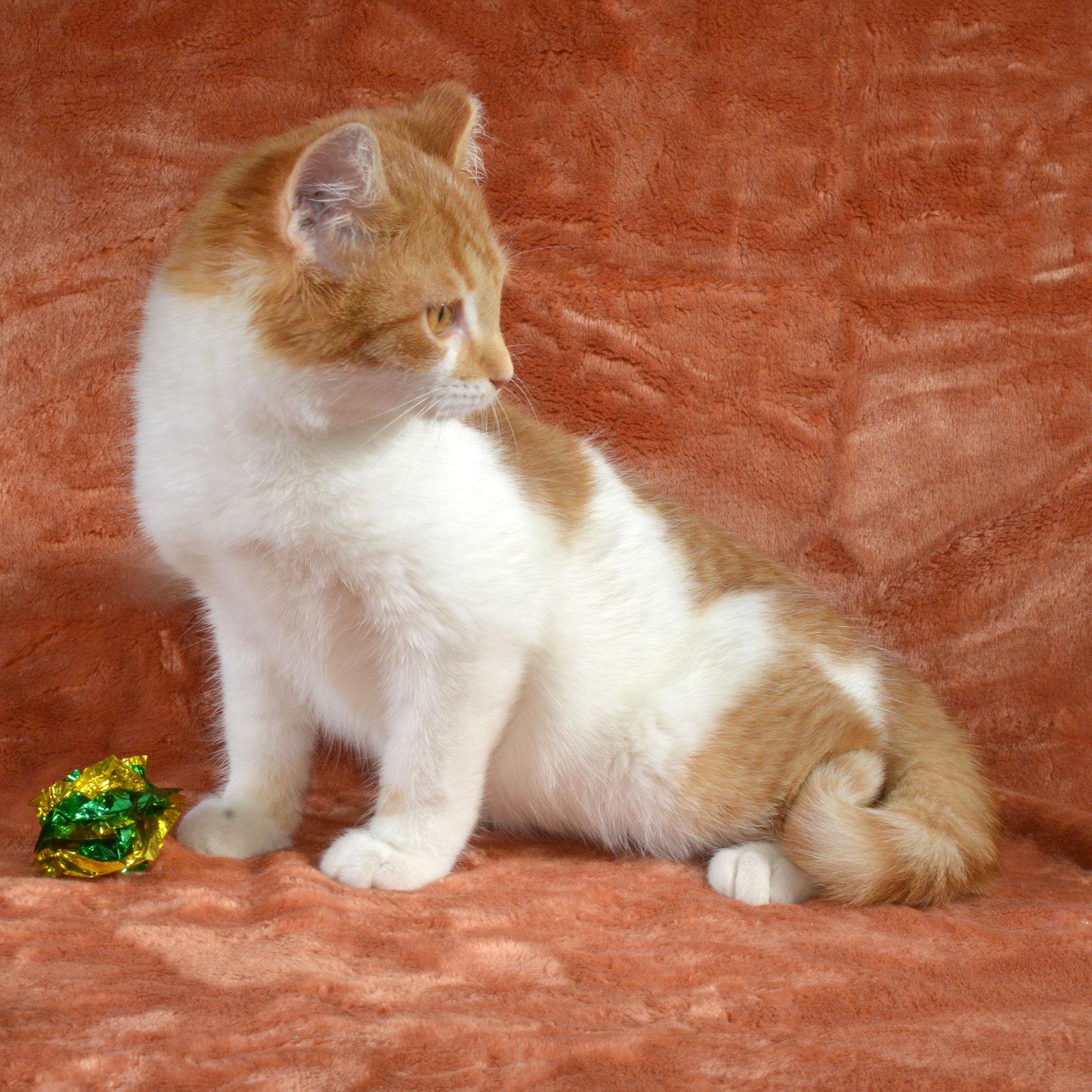 Enlarge Rudy, a Adopted Domestic Short Hair in Traverse City, MI image 2/3