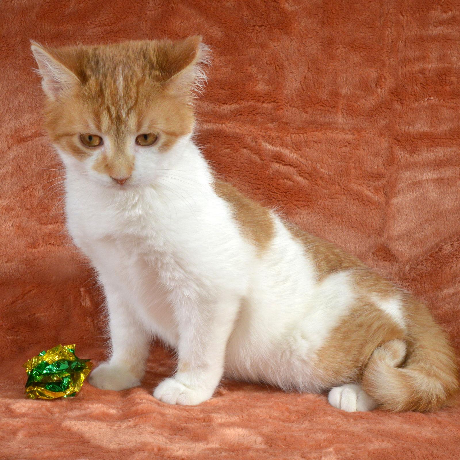 Enlarge Rudy, a Adopted Domestic Short Hair in Traverse City, MI image 3/3
