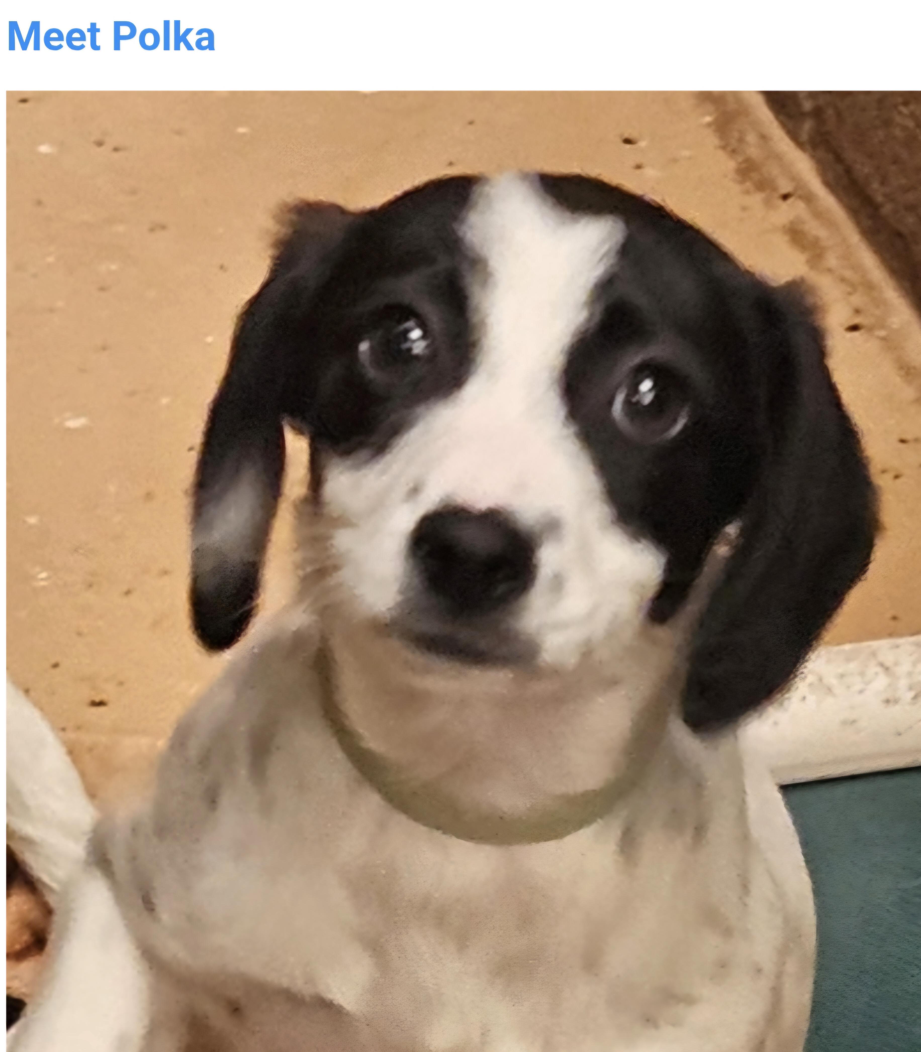 Enlarge Polka, a ADOPTABLE mixed breed in Salt Lake City, UT image 1/1