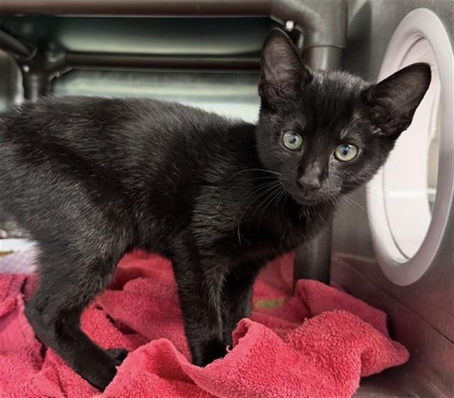 INKY, Adoptable, Kitten Male Domestic Short Hair.