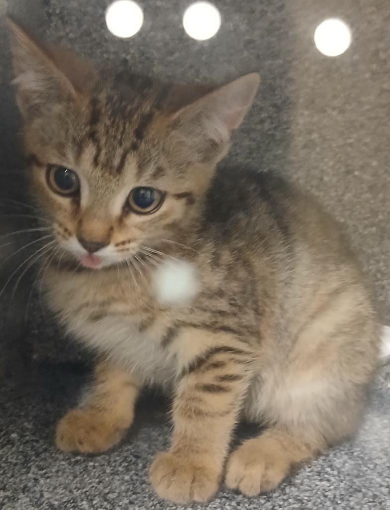 Cass, Adoptable, Kitten Female Domestic Short Hair.