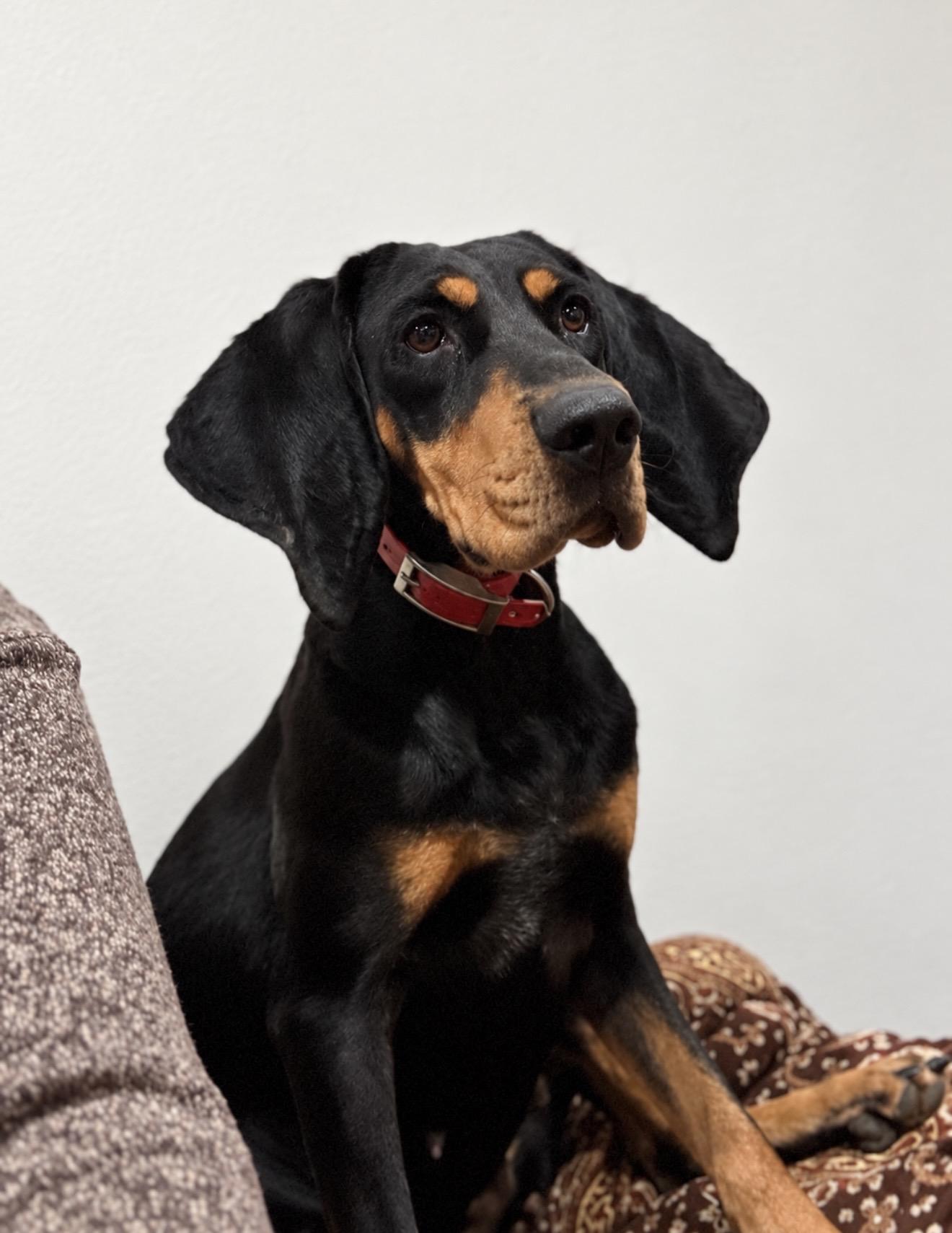 Holly, Adoptable, Adult Female Black and Tan Coonhound.