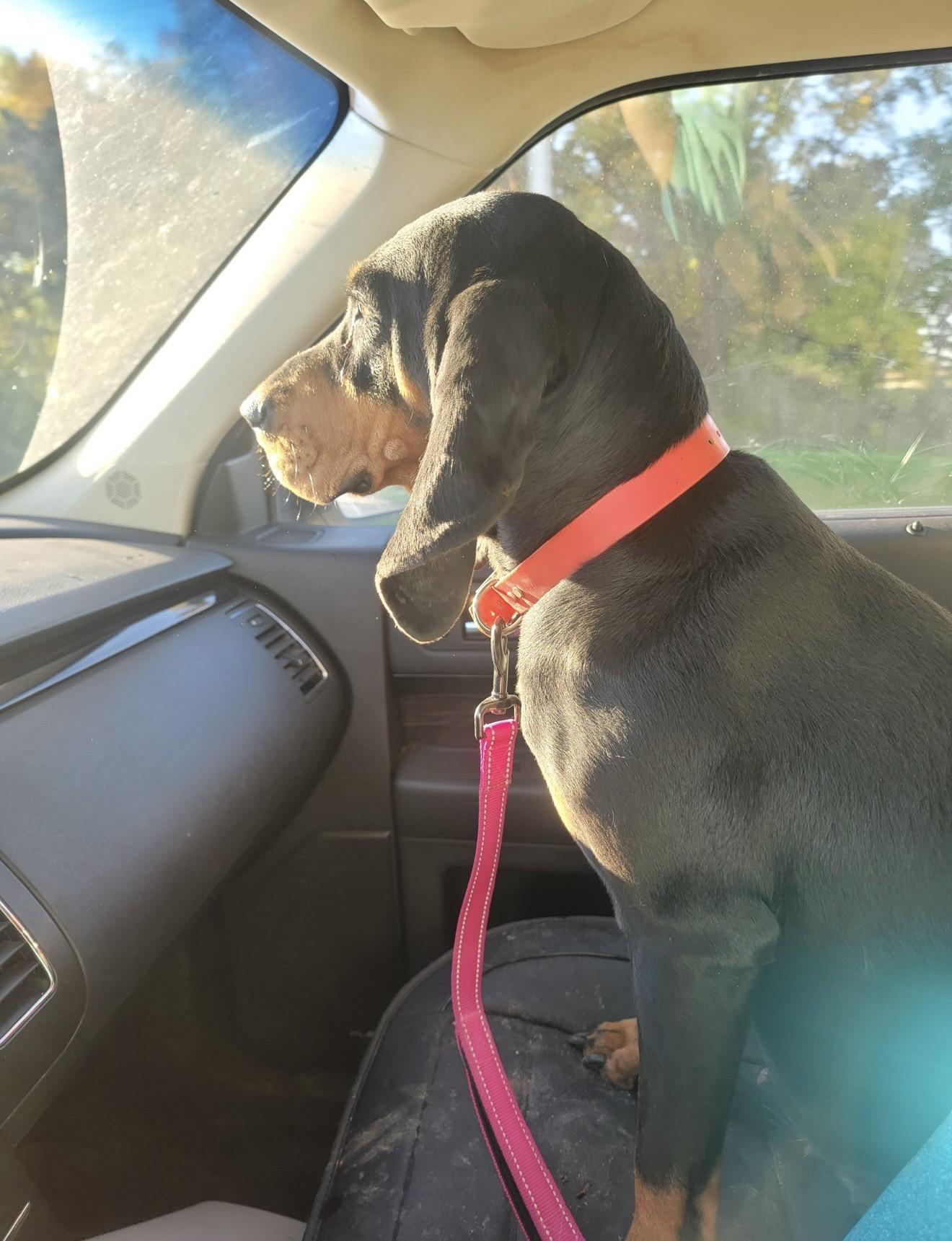Enlarge Holly, a Adoptable Black and Tan Coonhound in Fertile, MN image 2/2