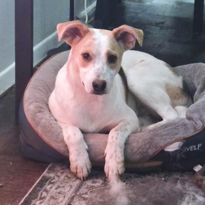 Crema, Adoptable, Young Male Retriever & Mixed Breed.