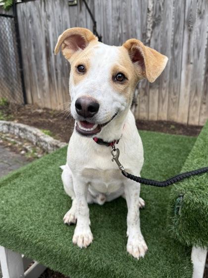 Enlarge Crema, a Adoptable mixed breed in Washington, DC image 2/3